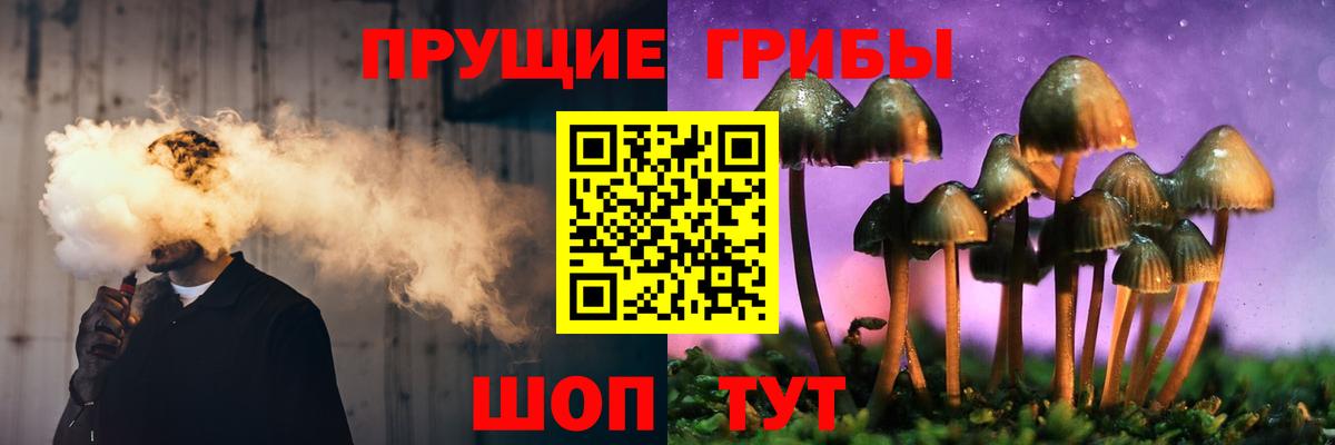 Псилоцибиновые грибы Psilocybine cubensis Алейск